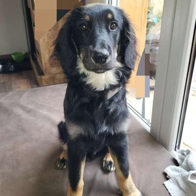 Hundetreffen-Treffen zum gemeinsamen Spaziergang-Bild