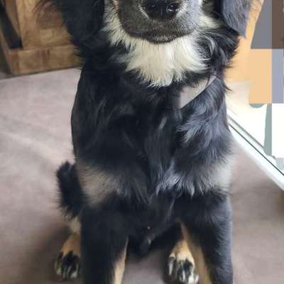 Hundetreffen-Treffen zum gemeinsamen Spaziergang-Bild