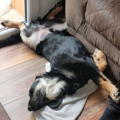 Hundetreffen-Gassitreffen in Elsdorf-Bild