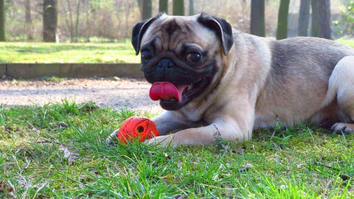 Brachycephale Hunderassen-Beitrag-Bild