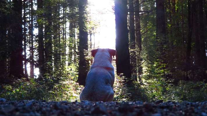 Foto -Challenge  Thema : Dein Hund Im Wald-Beitrag-Bild