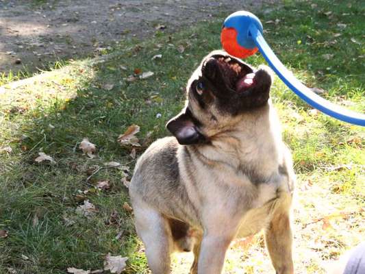 Handy-foto Challange nr. 11-Beitrag-Bild