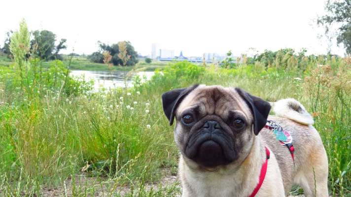 Hundetreffen-Gassi mit Mops🐾-Bild