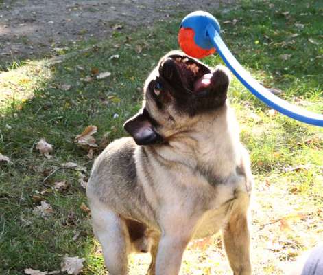 138. Fotochallenge 

(M)Ein Ball und ich-Beitrag-Bild