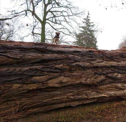 Dogorama Photo Challenge - Mein Holz und ich-Beitrag-Bild