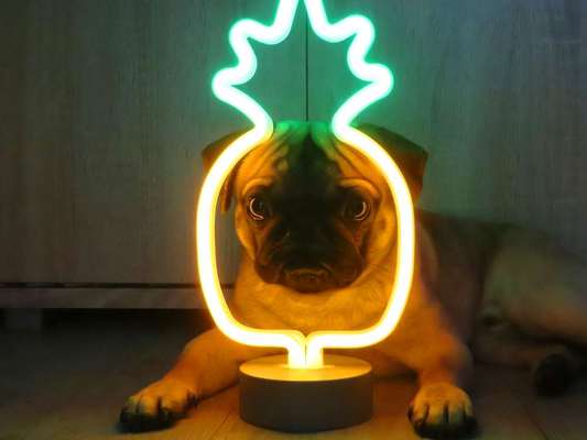 Dogorama Photo Challenge - Licht-Beitrag-Bild