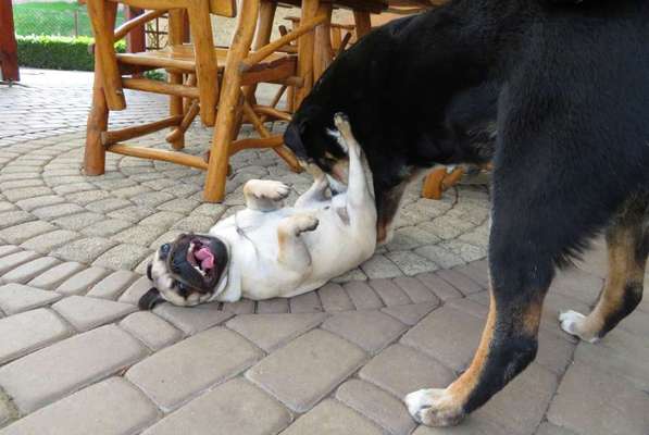 Die Dogorama Wochen Challenge-Beitrag-Bild