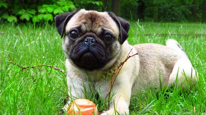 Dogorama Photo Challenge - Hundeblick zum hinschmelzen-Beitrag-Bild