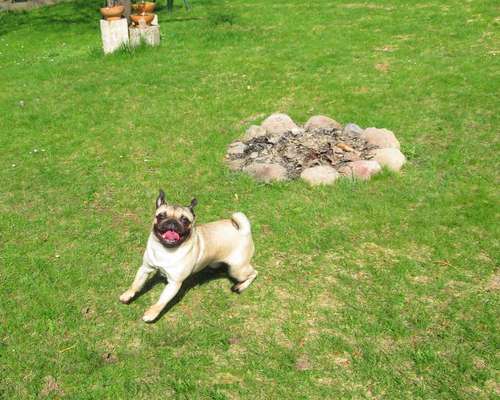 Fotosammlung: ,,Der natürliche Hund" Unbearbeitet, ungestellt und in Natura-Beitrag-Bild