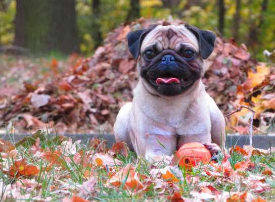 Zeigt mal die schönsten Bilder von euren Hunden !-Beitrag-Bild