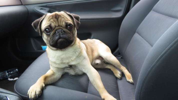 Die Dogorama Wochen Challenge-Beitrag-Bild