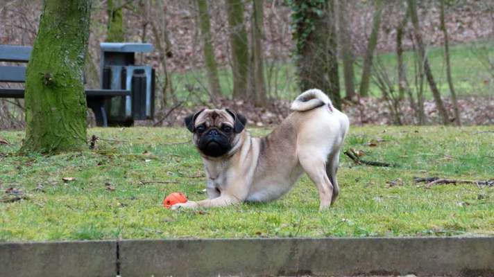 Der Gewichts-Thread-Beitrag-Bild