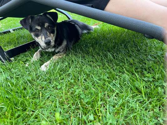 Hundetreffen-Junghunde spielen/treffen/spazieren-Bild