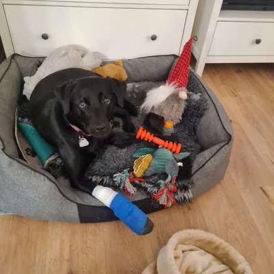 Dogorama Photo Challenge - Bescherung-Beitrag-Bild