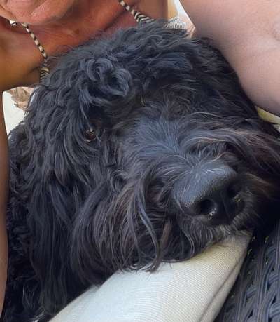 Zeigt mir die tollste Nahaufnahme von eurer Fellnase-Beitrag-Bild