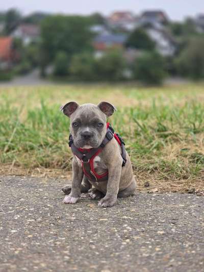 Hundetreffen-Welpentreffen in münstermaifeld-Bild