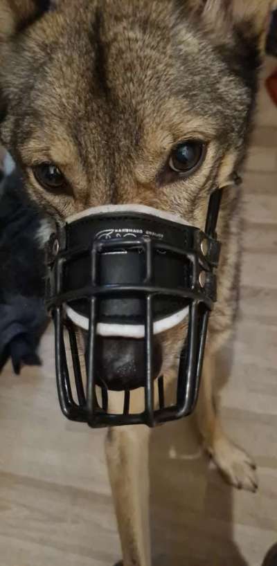 Wie sitzt mein Maulkorb / Maulkorb-Beratung-Beitrag-Bild