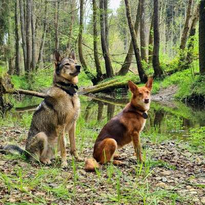 Hundetreffen-Sozialkontakt-Bild