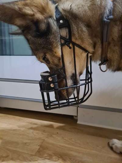 Wie sitzt mein Maulkorb / Maulkorb-Beratung-Beitrag-Bild