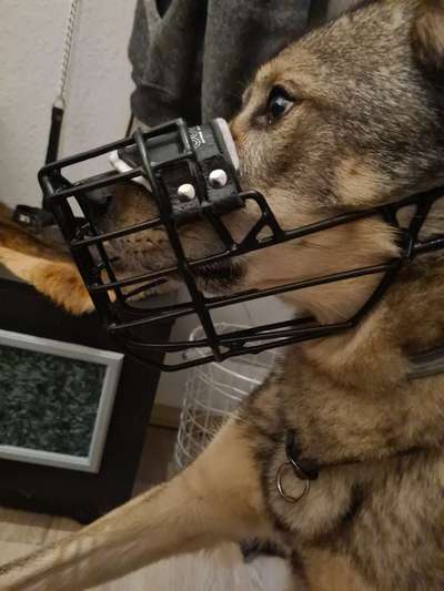 Wie sitzt mein Maulkorb / Maulkorb-Beratung-Beitrag-Bild