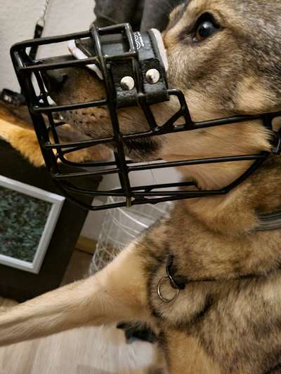 Wie sitzt mein Maulkorb / Maulkorb-Beratung-Beitrag-Bild