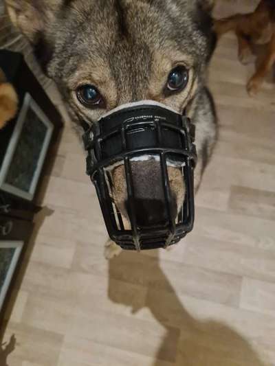 Wie sitzt mein Maulkorb / Maulkorb-Beratung-Beitrag-Bild