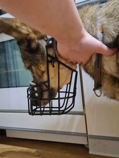 Wie sitzt mein Maulkorb / Maulkorb-Beratung-Beitrag-Bild