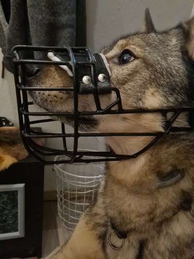 Wie sitzt mein Maulkorb / Maulkorb-Beratung-Beitrag-Bild