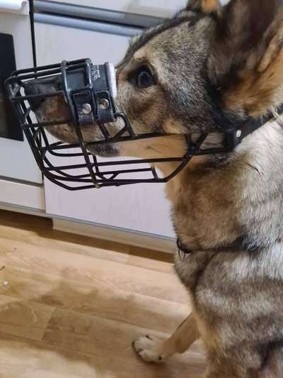 Wie sitzt mein Maulkorb / Maulkorb-Beratung-Beitrag-Bild