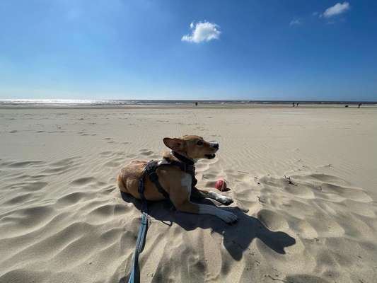 Fotochallenge 110: Lustige und schöne Schnappfotos-Beitrag-Bild