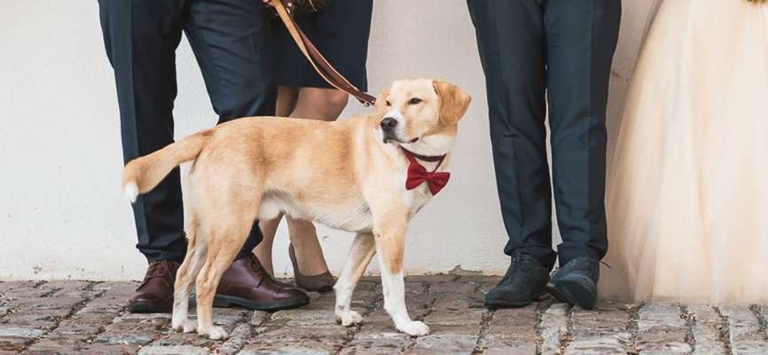 Fotochallange nr. 106
Der geschmückte Hund.-Beitrag-Bild