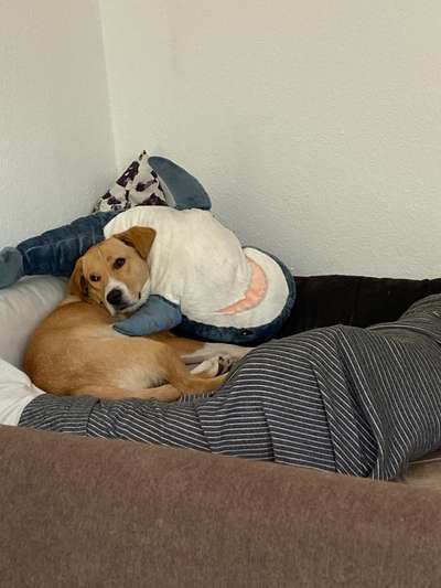 Hundebett gesucht-Beitrag-Bild