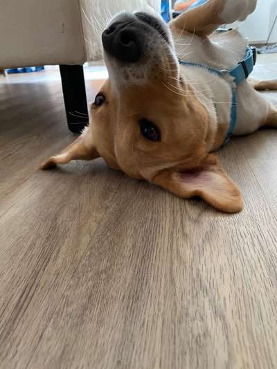 Dogorama Photo Challenge - Hundeblick zum hinschmelzen-Beitrag-Bild