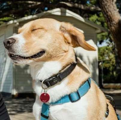 36. Handy Foto Challenge - Sonnenanbeter-Beitrag-Bild