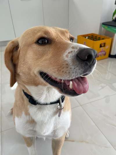 Fotochallenge Nr. 59 - Mein Hund zeigt die Zunge-Beitrag-Bild