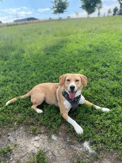 Mischlingshunde Foto Aufruf-Beitrag-Bild