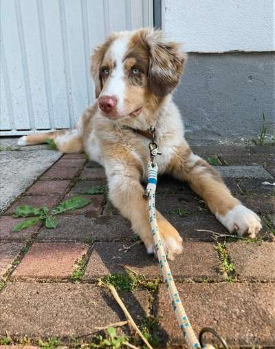 Hundetreffen-Hundetreff /gassirunde-Bild