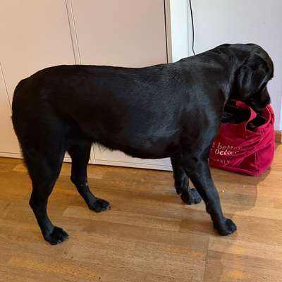 Welches Futter zum Abnehmen-Beitrag-Bild