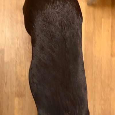 Welches Futter zum Abnehmen-Beitrag-Bild