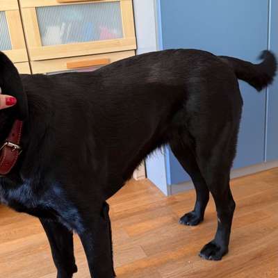 Welches Futter zum Abnehmen-Beitrag-Bild