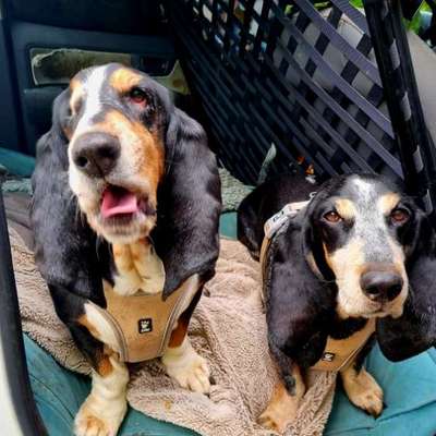 Basset Hound-Beitrag-Bild