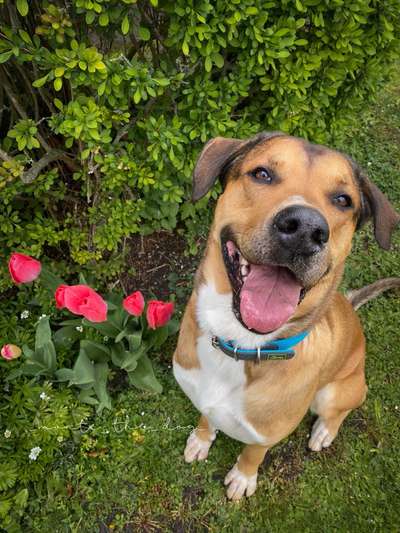 Hundetreffen-Social Walk-Bild