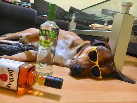 Hier ist der Spaßthread. Zum Schmunzeln und Kaputtlachen-Beitrag-Bild