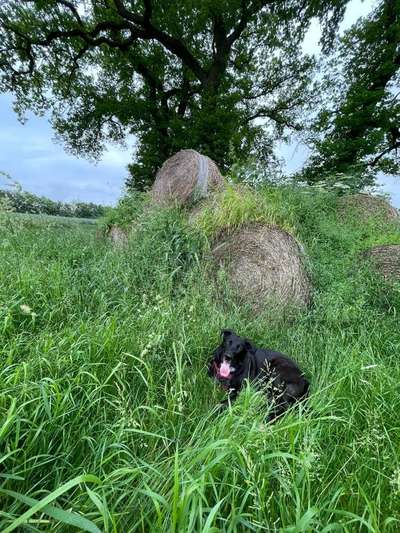 Die Dogorama Monats Challenge "Es grünt und blüht"-Beitrag-Bild
