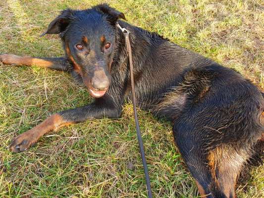 FOTOCHALLENGE 72 - Glücklicher Hund im Schmuddel-Look-Beitrag-Bild