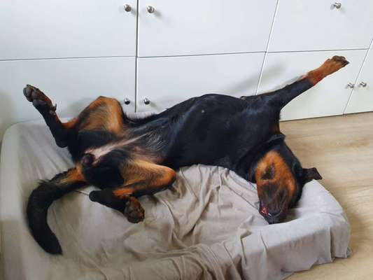 Dogorama Photo Challenge - Zeigt her eure Bäuche-Beitrag-Bild