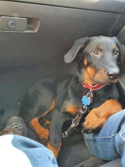 Foto Challenge Thema "Hunde im Auto"-Beitrag-Bild