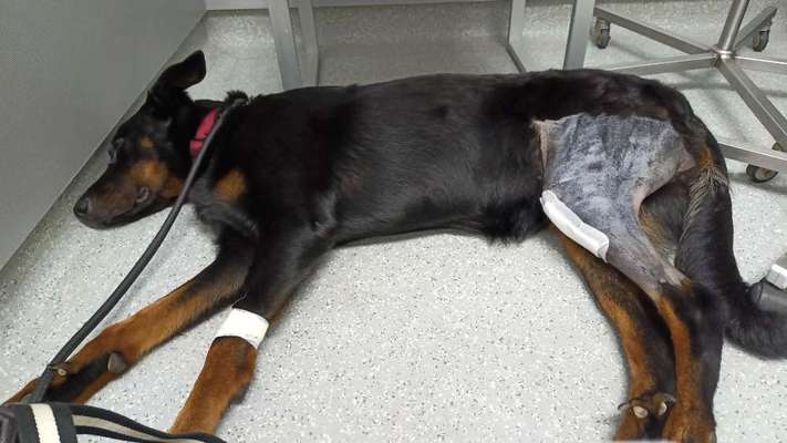 TPLO zweite Seite-Beitrag-Bild