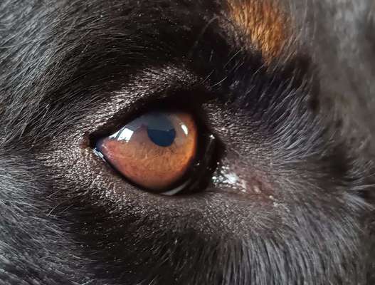 150. Foto Challaenge:  Die Augen, der Spiegel der Seele-Beitrag-Bild