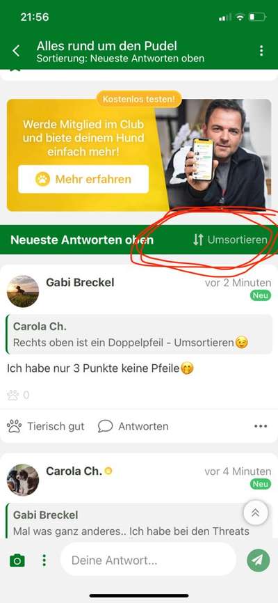 Alles rund um den Pudel-Beitrag-Bild